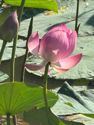 A pink lotus flower is in full bloom, its petals unfurling in the sunlight. Beside it, a lotus bud, also pink, remains closed. Both are surrounded by large, flat green lily pads floating on dark water. The scene appears to be a natural pond or lake, with sunlight dappling through the foliage and casting shadows on the water and lily pads. The environment suggests a serene and natural setting, possibly a park or botanical garden within Galkino, Russia. There are no people visible in the image. The focus is entirely on the aquatic flora.
