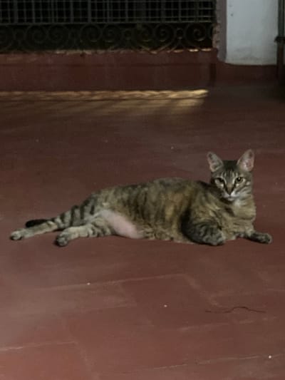 A tabby cat with stripes of brown, black, and tan lies relaxed on a reddish-brown tiled floor. The cat is facing the viewer, with its head turned slightly to the right. Its eyes are open and alert. The cat's body is stretched out, with its front legs extended forward and its hind legs tucked beneath it. The background is a dark, out-of-focus area with hints of a dark metal railing with decorative scrollwork above a dark red wall. The lighting suggests it is either dusk or dawn, or an indoor environment with low light. The scene is set in Sabadell, Spain, on a tiled patio or walkway, likely part of a residential or public area given the railing and wall features.