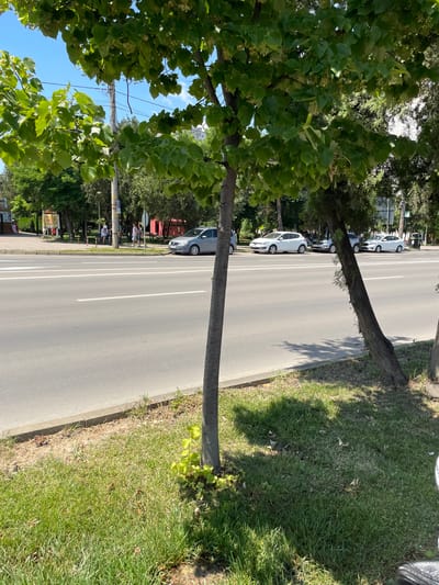 The image depicts a street scene in Iași, Romania. In the foreground, a tree with green leaves is positioned centrally, casting a shadow on the grassy area beside it. To the right, another tree trunk, appearing weathered, leans diagonally across the frame. A paved road with white lane markings runs horizontally across the middle ground. Several cars are parked along the side of the road: a silver sedan, two white hatchbacks, and another silver vehicle. In the background, more trees and some buildings are visible under a bright blue sky with scattered clouds. A utility pole with wires is also present. On the sidewalk to the left, two individuals are standing near a small red structure, and further down the sidewalk, another person is seated.