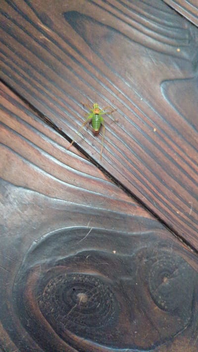 A small, green insect with long antennae is the primary subject of this close-up, top-down shot. The insect is positioned on a dark, wooden surface with a distinct grain pattern. The wood appears to be a tabletop or floor, with planks running diagonally across the frame. The surface also shows signs of wear and has some circular, swirling patterns that suggest a knot in the wood or a decorative element. A faint light source illuminates the scene from the side, casting subtle shadows. The overall impression is of an outdoor setting, possibly a rustic patio or deck, given the natural material and the presence of an insect. No people are visible, and there is no text present in the image. The lighting suggests it could be daytime, but the specific time is not evident. The image is sharp, focusing clearly on the insect and the texture of the wood.