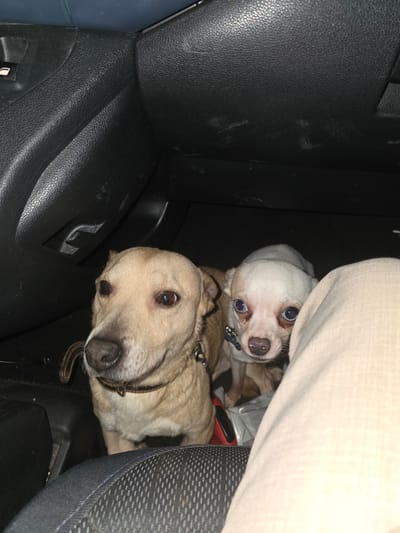 The image shows two dogs in a car. One is a small white dog with blue eyes, and the other is a larger tan dog. They are in the backseat of a vehicle, next to a gray patterned car seat and black dashboard, respectively. A tan fabric item lies between the two dogs. The location in the city of Leers, France, is unknown.