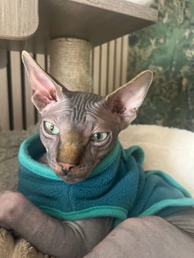 A Sphynx cat wearing a blue hooded sweater is lying down indoors. The cat has wrinkled skin, large pointed ears, and green eyes. In the background, there is a scratching post and a textured wall. The location is not visible in the image.