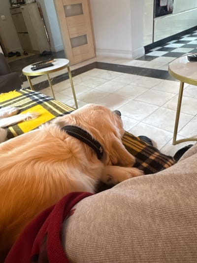 A light-colored Golden Retriever dog, wearing a dark collar, is lying down on a couch covered with a yellow and black checkered blanket. The dog is facing away from the camera, with its head resting on a cushion. The foreground is dominated by the dog and the blanket, with a person's leg covered in a light-colored, ribbed fabric visible on the right side. In the background, a small round side table with a white top and gold legs stands on a tiled floor. A black and white checkered tile pattern is visible further in the background. To the left of the table, there are doors and a partial view of furniture. The scene appears to be an indoor setting, likely a living room, in a residence in Ptichnoye, Russia.
