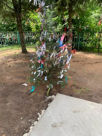 The image depicts a small pine tree adorned with numerous colorful ribbons, primarily white, red, and blue, tied to its branches. The tree is situated in a dirt and pine needle-covered area, with scattered pine cones visible on the ground. A green metal fence runs along the background, also decorated with similar ribbons. Behind the fence, lush green foliage and trees form a dense forest. In the foreground, a concrete slab or pathway is partially visible, with a rough, unfinished edge. The scene appears to be an outdoor location in Arbuzov-Baran, Russia, possibly a place of cultural or spiritual significance given the ribbon decorations. There are no people present in the image.