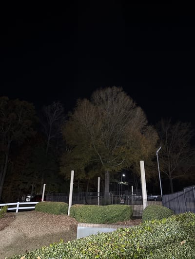 At night, a scene with trees and foliage is visible. To the right, dense green bushes stand beside a paved area. A dark metal fence runs parallel, interrupted by vertical white supports. Beyond the fence, more greenery is discernible amongst the shadowy trees. The left side is dominated by darkness, broken only by the silhouettes of tree branches reaching into the night sky. A streetlight casts a faint glow in the distance.