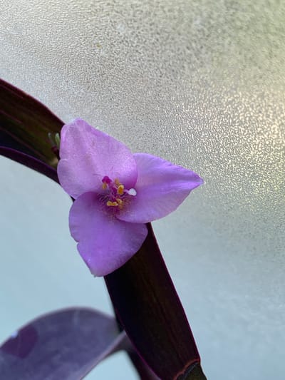 A close-up shot focuses on a delicate, three-petaled lavender flower from a Tradescantia zebrina plant, commonly known as the wandering dude. The flower's center displays a cluster of yellow anthers tipped with pink and a small white pistil. The flower rests against a deep purple, elongated leaf of the same plant, which is angled diagonally from the upper right to the lower left of the frame. The background is a textured, frosted surface that appears to be illuminated from behind, giving it a pale, almost white glow with subtle gray tones. This textured surface occupies the left and upper portions of the image. The right side of the image fades into a soft, light blue-gray, likely a plain background or wall. A portion of another purple leaf from the plant is visible in the lower right corner. The lighting suggests a bright, possibly daytime setting, with the light source behind the textured surface creating a diffused glow. No people are visible, and there is no visible text. The overall mood is serene and natural, highlighting the intricate beauty of the plant. The location is Pisochyn, Ukraine.