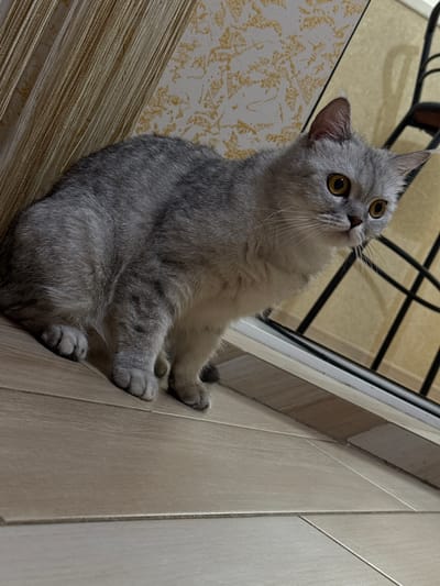 This is a close-up, eye-level shot of a domestic shorthair cat with a silver tabby coat, sitting on a tiled floor. The cat is looking upwards and to the left with wide, golden eyes, its ears perked. Its body is angled, with its front paws resting on the edge of a light-colored tiled wall, and its hindquarters on a textured, golden fringe or curtain. The background features a dark metal grate structure, possibly part of a piece of furniture or a radiator, and a wall with a patterned wallpaper in beige and gold tones.
The lighting suggests an indoor setting, possibly during the daytime, as there is no indication of artificial lighting. The angle of the shot, with the cat positioned prominently and looking up, gives the impression that it is observing something of interest or waiting for attention. The overall mood is one of curiosity and gentle alertness. The location context provided is Armavir, Russia. There is no visible text in the image.
