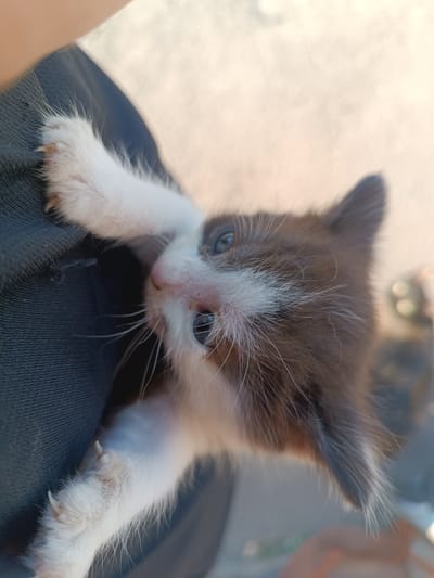 A close-up, outdoor, eye-level shot focuses on a black and white kitten held against dark fabric. The kitten is positioned diagonally, with its head on the right and paws reaching towards the fabric on the left. Its right eye is visible, open, and appears blue. The kitten's fur is a mix of black and white, with white fur on its paws and chest, and black fur on its head and back. Its whiskers are long and white. The fabric it is held against has a textured surface. The background is blurred and appears to be an outdoor setting, possibly a street or sidewalk, with hints of light and shadow. The overall impression is that of a young, domestic animal in an urban environment. There is no indication of the specific location within the city of Hlobyne, Ukraine.