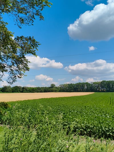 This is a medium-angle shot of a rural landscape in Psilske, Ukraine. The scene is dominated by agricultural fields under a bright, blue sky with scattered white clouds.

In the foreground, tall green grass and some flowering thistle are visible. Behind this, a neatly cultivated field of young green plants stretches towards the horizon. Further back, a field of golden-brown crop, possibly wheat or barley, meets a line of dense green trees that form a natural border. Power lines are strung across the sky.

The image captures a sunny day, likely in the late morning or early afternoon, given the bright illumination and the quality of the shadows. The weather appears warm and fair. There are no people or specific objects of interest in the image, with the focus being solely on the agricultural landscape and the natural elements. The scene evokes a sense of peacefulness and the abundance of nature. There is no visible text in the image.