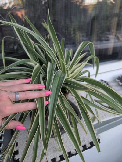 In this close-up shot, a person's hand, adorned with bright pink nail polish and a sparkling silver ring, gently touches the long, variegated green and white leaves of a spider plant. The plant is the dominant subject, its arching leaves creating a sense of lushness. The background is a blurred mix of indoor and outdoor elements. To the left, a window reflects a dark, indistinct scene, possibly foliage or a building, hinting at an overcast day. To the right, a textured surface, perhaps a rug with a black and white pattern, is visible, along with a glimpse of a white wall or frame. The setting appears to be indoors, near a window, possibly a home or a studio. The lighting suggests daytime, though the lack of harsh shadows indicates it's not direct sunlight. There is no visible text in the image. The overall mood is calm and serene, with the focus on the tactile interaction between the hand and the plant.