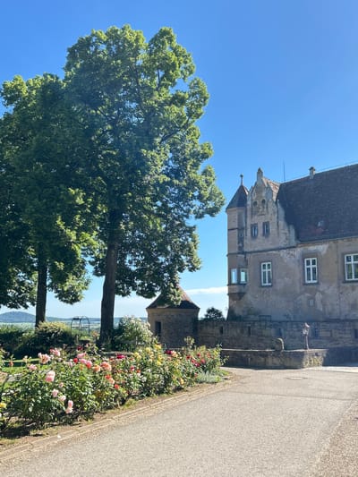 The image depicts a street scene in Untergruppenbach, Germany. A weathered building with a tiled roof and multiple windows stands adjacent to a paved road. In the foreground, two large trees with dense green foliage are positioned alongside a flowerbed containing a variety of roses in shades of pink, red, and yellow. The sky is clear and blue.