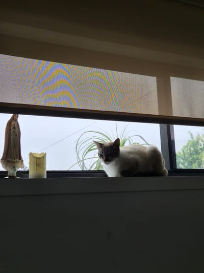 A vertical composition shows a cat partially visible in a window with a white sky and foliage outside. The cat is light-colored with darker markings on its face. Below the window, a ceramic candle and a religious statue are situated on a shelf. The image appears to be taken from inside a room with a beige shade and a dark gray or black wall adjacent to the window. The location, Barcelos, Portugal, is not apparent from the image.