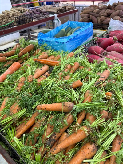 This media file captures a vibrant close-up of a fresh produce display, likely at a market stall in Jiangning District, China. The primary subject is a large, overflowing pile of freshly harvested carrots, many still bearing clumps of soil and their vivid green leafy tops. These carrots are a prominent orange hue and appear to be displayed in a crate or basket.
Adjacent to the carrots, to the left in the frame, are bunches of bright red radishes, also appearing fresh. Further to the left and slightly behind, a substantial quantity of brownish, irregular-shaped root vegetables, possibly sweet potatoes or yams, are visible, hanging in a net-like display. A translucent blue plastic bag, partially obscuring other items, contains several green, elongated vegetables, resembling gourds or a type of squash. In the far background and to the left, other produce and market structures can be faintly seen, including what looks like dried ingredients or other root vegetables in various arrangements.
The overall scene suggests an active marketplace focused on fresh, natural produce. No people are visible in the image. The carrots' green tops are lush, indicating their recent harvest and freshness. Some faint, unreadable text is visible on the blue plastic bag. The image's orientation is vertical.
