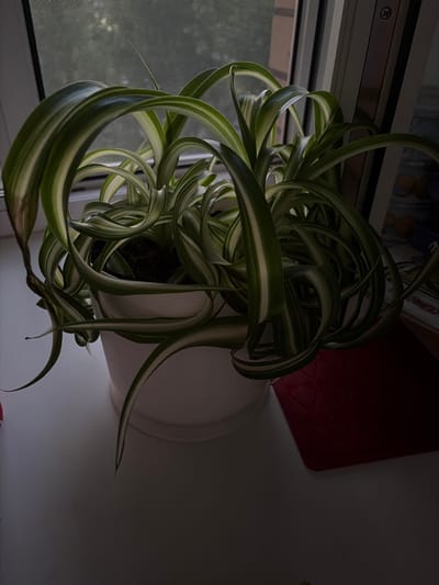 A potted spider plant with variegated leaves sits on a windowsill. The plant is lush and has long, arching leaves that curl and twist. Some leaves show brown tips. The pot is white and ribbed. Behind the plant, a window screen is visible, and beyond that, trees and foliage can be seen, suggesting an outdoor environment. The scene appears to be indoors, likely in a residential setting. There are no people or animals in the image. The lighting is dim, with shadows cast on the windowsill and surrounding area. A red object, possibly a mat or a book, is partially visible to the right of the pot. There is no information in the image that suggests the location is Syktyvkar, Russia.