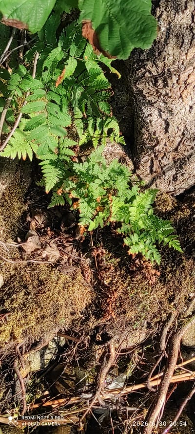 This is a close-up, horizontal, eye-level shot of a forest floor in Hartola, Finland, focusing on a patch of ferns growing beside a large, textured tree trunk. The ferns are vibrant green with some tips showing a reddish-brown hue, suggesting dryness or the changing season. They are clustered together, with a few unfurling fiddleheads visible, indicating new growth. The tree trunk, on the left side of the frame, has rough, fissured bark with a greyish-brown color. The ground surrounding the ferns is covered in moss, which appears a mix of green and dry, yellowish-brown, with a scattering of small twigs and fallen leaves. In the upper right portion of the image, a date and time stamp reads "2026/6/30 20:54". Along the right edge of the image, a watermark states "REDMI NOTE 9 PRO AI QUAD CAMERA". The lighting suggests it is late afternoon or early evening, with shadows cast by the ferns and the tree trunk. The overall scene conveys a natural, undisturbed woodland environment.