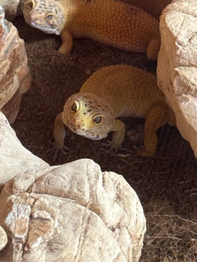 The image depicts an indoor or contained habitat, identified as being located in Orsay, France. Two geckos, exhibiting yellow-orange skin with dark irregular spotting and granulated texture, are positioned amidst natural rocks and substrate. The primary subject, a gecko in the foreground, is oriented towards the viewer, displaying prominent, round, amber-yellow eyes with vertical pupils. Its front limbs are visible, planted on the dark brown, fine-grained substrate which contains sparse dried plant material. A second gecko is partially visible in the background, positioned to the upper left of the foreground subject, with its head and anterior body showing similar coloration and markings. Irregularly shaped, light-colored rocks with textured surfaces are arranged around both geckos, creating crevices. No discernible actions or interactions beyond static positioning are observable between the geckos. No human presence is depicted.