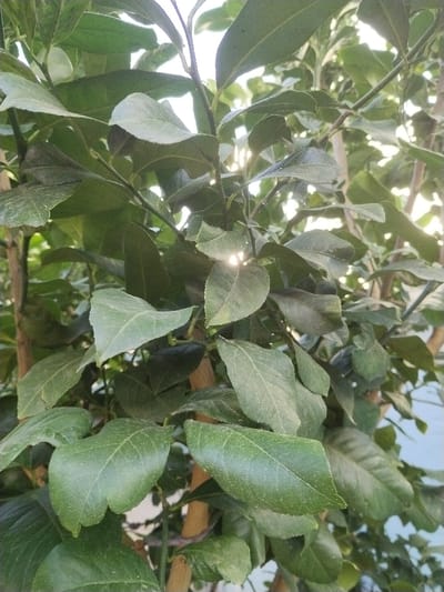 This image depicts a close-up view of dense green foliage, likely from a tree or large shrub, situated in the city of Sucina, Spain. The primary subjects are numerous oval-shaped, dark green leaves and thin, brown branches. Several leaves exhibit light dusting or fine texture on their surfaces. Sunlight filters through gaps in the canopy, creating bright highlights and lens flare effects, particularly towards the upper right and lower central portions of the frame. The background is indistinct and appears as a bright, overexposed area, suggesting either a clear sky or a light-colored structure behind the foliage. No people, animals, or additional identifiable man-made objects are visible within the frame. The scene is illuminated by natural light, indicating daytime conditions.
