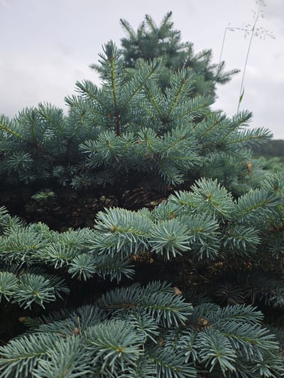 This is a close-up, vertical, outdoor photograph of a blue spruce tree. The tree's foliage is dense and occupies the majority of the frame, with needles in various shades of blue-green. The needles are sharp and pointed, and they are densely packed on the branches. The background is a slightly out-of-focus sky with an overcast appearance, and a single thin stalk of dried grass with small seed heads is visible in the upper right quadrant. The image does not contain any people, actions, or interactions. The scene is forensic and matter-of-fact, with no discernible location in the city of Ponte di Legno, Italy.