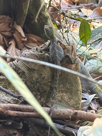 A lizard with grey-green skin and a long, banded tail is perched on a rough, weathered tree stump. The lizard's head is turned upwards and to the left, and its front right foot is visible, gripping the wood. In the background, fallen brown leaves and twigs are scattered on the ground, with patches of green foliage and moss-covered rocks indicating a natural, forested environment. The scene is outdoors, possibly in a park or garden within the city of Huế, Vietnam, given the presence of lush vegetation and the potential for such wildlife. The lighting suggests it is daytime, with sunlight filtering through the trees. No people are present in the image.