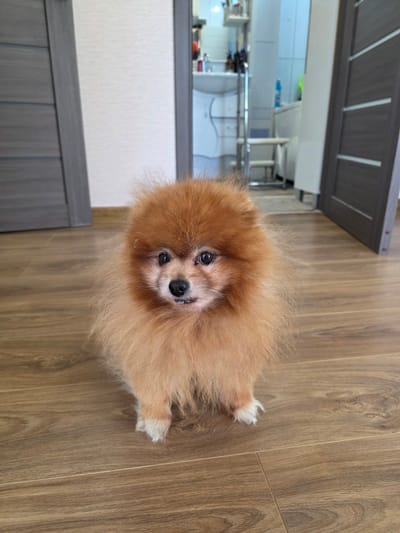 A Pomeranian dog with light brown fur sits on a wooden floor in what appears to be a residential hallway. The dog is facing the camera with its mouth slightly open, revealing some teeth. The background shows two doors, one on the left and one on the right, both with a dark gray frame and lighter panels. In the middle background, a doorway leads into a room that appears to be a bathroom, with a sink, shelves, and various items visible. The lighting is natural and appears to be coming from the right side of the image.