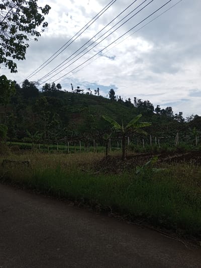 This image captures a rural landscape in Ariyalai, Sri Lanka. The foreground features a dark grey paved road on the left, running diagonally towards the bottom center, bordered by a strip of green grass. Beyond the grass, the midground displays an agricultural field with multiple rows of trellises, composed of light-colored posts and dark crossbars, suggesting a cultivation area for climbing plants. A prominent banana plant with large green leaves stands upright in the center-right midground, with a smaller banana plant visible closer to the soil. The background is dominated by a large, verdant hill or elevated terrain, extensively covered with trees and dense vegetation, indicative of cultivated or natural growth. The sky above is overcast with a mix of grey and white clouds. Several dark utility lines stretch horizontally across the upper portion of the frame. No individuals, animals, or active movements are present in the scene.