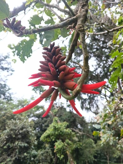 The scene depicts a cluster of developing flower buds and partially opened red flowers suspended from a tree branch, located in the city of Tah, Vietnam. The prominent floral structure, approximately 20 cm in length, features numerous elongated, reddish-brown buds. Several lower buds have opened, revealing bright red, tubular petals or stamens extending radially outward. A smaller cluster of similar reddish-brown buds is visible on an upper branch to the left. The flowers are attached to a gnarled, textured, grayish-brown tree branch. The background consists of a dense, out-of-focus arrangement of green foliage from various trees and shrubs, indicating a natural, vegetated environment. An overcast sky is visible through the upper tree canopy. No individuals or artificial structures are present.