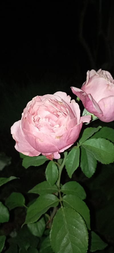 The image shows two light pink roses against a dark background. The rose in the foreground is fully bloomed with many petals, while the rose in the background is partially visible and also appears to be in bloom. Green leaves are visible below and around the roses. The lighting suggests it might be nighttime or a very dimly lit environment. The image does not contain any identifiable elements that would indicate its specific location within the city of Radisne, Ukraine, or any other city.