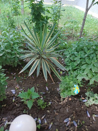 This media file depicts an outdoor scene with various plants and a small, colorful ball. A prominent subject is a variegated plant with long, sword-like leaves featuring green and yellow stripes. Surrounding this plant are patches of darker green foliage with broader leaves and some smaller, more delicate green plants. The ground appears to be dark soil, cracked in places, and scattered with dried leaves or flower petals in shades of purple and brown, as well as some fallen flower buds.
In the upper right portion of the scene, a small ball is visible, predominantly yellow with blue and white stripes. It appears to be resting among the plants and the soil. To the far right, a portion of a white, spherical object is visible, with text on it.
The scene is set in a garden or natural outdoor environment, with a hint of a paved area and a tree trunk in the background on the left. The lighting suggests it is daytime, possibly overcast or in shaded conditions, as there are no harsh shadows.
The white spherical object on the right has visible text on its surface that reads "Galaxy A34 5G". This is likely a water mark from the device used to capture the image.
No people or specific activities are depicted. The overall impression is a quiet, natural setting. The location context provided is Angren, Uzbekistan.