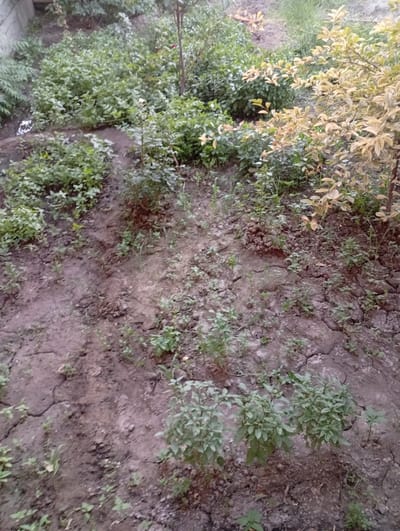 This media file shows a scene of a garden with various plants and dry, cracked soil. The image is an overhead shot, looking down into the garden. The ground appears to be dirt, with visible cracks indicating dryness. There are several patches of green vegetation, including small plants and bushes with lush leaves. Towards the right side of the image, there is a bush with lighter, yellowish-green leaves, possibly a different species or a plant undergoing seasonal change. The overall impression is of a garden that is either in a dry season or has not been watered recently. There are no people or animals visible in the frame, and no specific activities are taking place. The lighting suggests it might be daytime, but the absence of strong shadows makes it difficult to determine the exact time of day. The scene is likely outdoors, in a garden setting. There is a small white piece of paper or plastic on the ground to the left side of the image with some blurry black text on it, but it is too illegible to read. The location context provided is Shofirkon, Uzbekistan.