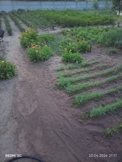 The image depicts an outdoor garden scene, likely in a rural setting. The foreground features a dirt path with tire tracks and footprints, indicating recent human activity. To the right of the path, rows of young, green plants are meticulously cultivated in dark soil. Further back, a patch of orange flowers, possibly calendula or marigolds, adds a splash of color amidst lush green foliage. Beyond that, extensive rows of various green crops stretch towards a gray concrete fence in the background. The lighting suggests it is either early morning or late evening, with a soft, diffused light. The overall atmosphere is one of calm and diligent agricultural work. Visible text at the bottom of the image reads "REDMI 15C" and "23.06.2026 21:17," indicating the device used to capture the photo and the date and time. The location context of Mykolaivka, Ukraine, further grounds the scene in a specific geographical area, likely a private garden or small farm. No people are visible in the image.