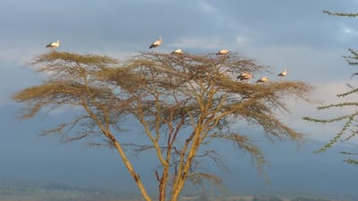 The scene depicts a natural outdoor environment in Sanya Juu, Tanzania. A large, broad-canopied tree, appearing to be an acacia species with a yellow-brown trunk and mostly bare, intricate branches supporting sparse light brown foliage, dominates the midground. Seven large, predominantly white avian subjects, identified as storks with dark wingtips, are perched at various points across the upper branches of this central tree. One stork on the far left stands upright; others are distributed across the canopy, some appearing to rest. The background consists of a cloudy sky, transitioning from light blue to a darker grey-blue, above a hazy, blue-toned distant landscape featuring mountains or hills. A portion of another tree with distinct green foliage is visible on the far right of the frame. Natural light illuminates the scene, casting a warm tone on the tree and birds against the cooler backdrop. No human subjects or discernible human activity are present.