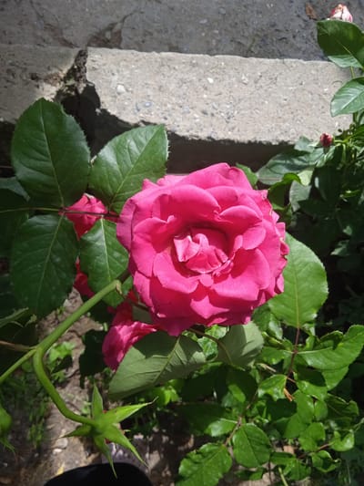 A close-up, high-angle, full shot captures a vibrant pink rose in bloom, positioned in the center of the frame. The rose exhibits numerous petals, layered and unfurling towards the viewer. Its stem, a bright green, curves downwards and to the left, adorned with dark green leaves and a developing bud near its base. In the background, textured concrete steps are visible, illuminated by sunlight which casts shadows. Lush green foliage surrounds the rose, creating a natural outdoor setting. The image is sharp and well-lit, highlighting the intricate details of the rose and its surroundings. The location is specified as Кызыл-Булак, Kyrgyzstan.