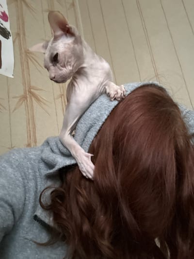 A hairless cat is perched on the shoulders of a person. The cat is light pink with dark markings around its eyes. Its paws are visible resting on the person's grey hooded sweatshirt. The person has long, auburn hair that partially obscures their face. The background features a light-colored wall with a vertical striped pattern, possibly wallpaper. A small, framed artwork with abstract shapes is visible on the wall to the left. The scene appears to be indoors, in a residential setting.