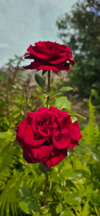 The image shows two dark red roses in a garden. The rose in the foreground is in sharp focus, displaying its layered petals and deep color. The second rose, located behind and slightly above the first, is softer in focus. The roses are surrounded by lush green foliage, including what appears to be ferns. The background is blurred, suggesting a natural outdoor setting. There is no specific information to indicate the location within Vitsebsk, Belarus.