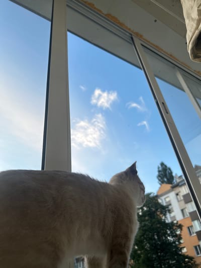 A light-colored cat is perched on a windowsill, looking out at a bright blue sky with wispy clouds. The cat is mostly in profile, facing right. Its fur is a mix of light brown and cream. Through the window, buildings and trees are visible, suggesting an urban setting. The sky appears clear with some scattered clouds. The image captures a quiet moment of a domestic animal observing the outside world. There are no people present in the image. The scene is well-lit by natural light. The composition focuses on the cat and the expansive sky.