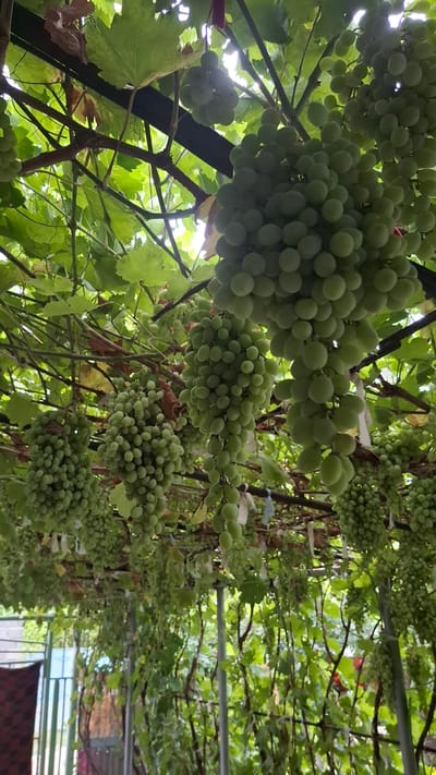 The image shows a close-up, low-angle view of several bunches of green grapes hanging from a vine. The grapes are small and round, and they are densely clustered together. The vines are supported by a dark-colored overhead structure. Lush green leaves are visible throughout the frame, some of which are dried and brown. In the background, out of focus, are metal posts and fencing, with hints of structures and foliage, suggesting an outdoor setting, possibly a vineyard or a garden area within Шұбарсу, Kazakhstan. No people or animals are present in the image.