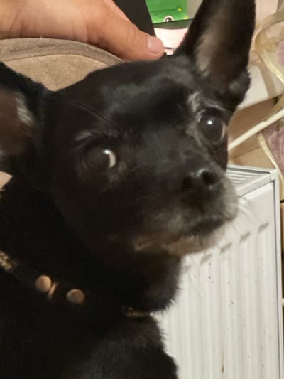 The image shows a close-up of a black dog with white hairs around its muzzle and eyes. The dog is wearing a dark collar with several round, metallic studs. A human hand is visible in the upper left corner, gently touching the dog's head. The background is out of focus but appears to be an indoor setting with a white radiator to the right and a patterned fabric in the upper right corner. The lighting suggests it is daytime. No specific location in Mirnyy, Russia, can be identified from the image.