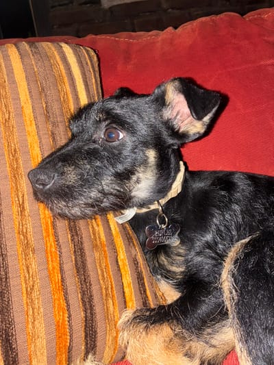 A black and tan dog is lying on a striped brown and orange pillow, which rests on a red cushion. The dog has a light-colored collar with tags. The scene is indoors, but the exact location in Cañada de Madero, Mexico cannot be determined from the image. There are no people visible in the image.