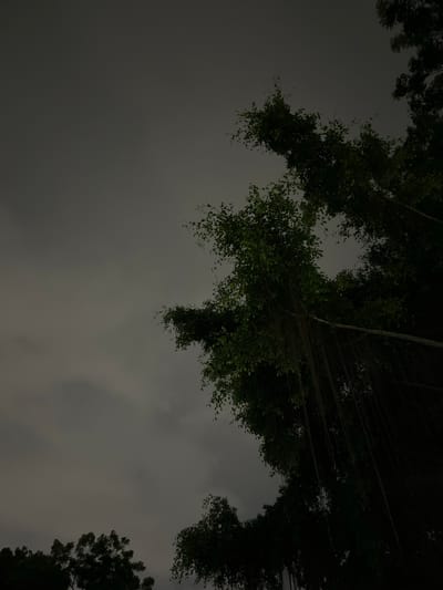 The image depicts a view looking upwards towards trees and a cloudy sky, possibly in Ho Chi Minh City, Vietnam. The scene is dimly lit, suggesting either nighttime or overcast conditions. The trees are visible at the top and bottom right of the frame and appear to be densely foliated, obscuring much of the sky. Some aerial roots hang down from branches overhead. No people, specific objects, or interactions are discernable in the image. The environment is dominated by the natural elements of trees and an overcast sky.