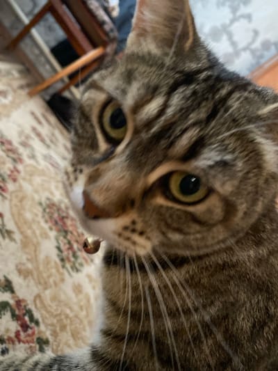 A close-up, indoor photograph shows a tabby cat's face, with its left eye in sharp focus and its right eye slightly out of focus. The cat has green eyes and prominent white whiskers. A small, gold bell is visible on its collar, just below its chin. The background features a floral patterned rug and the blurred legs of a wooden chair. The setting appears to be a residential interior. There is no information to suggest this image is located in Maykop, Russia.