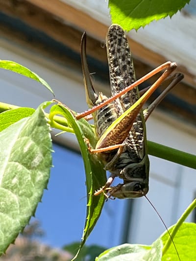 The image shows a close-up of a large grasshopper clinging to a green plant stem. The grasshopper is positioned vertically, with its head facing downwards. Its body is mottled with brown and black markings, and its long hind legs are visible, some of which are orange-brown. The grasshopper's wings are folded along its back, revealing intricate patterns. The plant it is perched on has several vibrant green leaves, some with serrated edges. The background is blurred, with hints of blue sky and a wooden structure, suggesting an outdoor environment. The lighting is bright, indicating it is daytime. There is no indication of human presence, nor any specific landmarks that would identify its location within Krasnyye Barrikady, Russia.