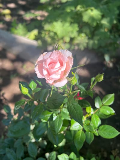 A close-up, eye-level shot captures a blooming pink rose in a garden. The rose, centrally located, displays delicate petals with a slight curl at the edges, suggesting it is newly opened. Several green buds, some still tightly closed, are visible on the surrounding stems, hinting at future blooms. The rose bush has dark green, glossy leaves, some of which are wet, indicating recent watering or dew. The background is softly blurred, featuring a mix of earthy brown soil and vibrant green foliage, illuminated by dappled sunlight that creates patches of light and shadow on the ground. The overall impression is one of a serene natural setting, likely a domestic garden in Karabunar, Bulgaria.