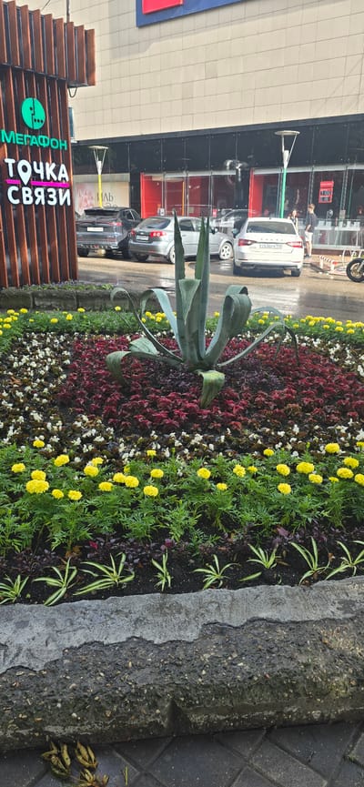In the foreground, a concrete planter box contains a flowerbed with a large agave plant at its center. Surrounding the agave are rows of small yellow flowers, interspersed with darker red and white plants. The planter box is bordered by a concrete curb and paved ground. In the background, a modern building with a beige facade and dark glass windows is visible. A sign with Cyrillic text and a green logo reads "МЕГАФОН" and "ТОЧКА СВЯЗИ". Several cars are parked in front of the building, including a white Skoda. Two individuals are standing near the entrance of the building. The scene appears to be a streetscape in Pyatigorsk, Russia, possibly in front of a retail establishment. The ground appears wet, suggesting recent rain.