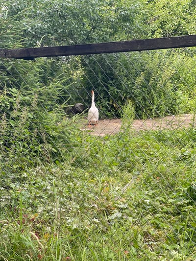 A white goose with orange legs and beak stands on a dirt path behind a chain-link fence. The goose is facing left, with its head lowered. To the left of the goose, a dark-colored animal, possibly another goose or a small dog, is partially visible. The background is filled with lush green foliage, including trees and bushes. The fence runs diagonally across the image, with a dark wooden post on the left side. The scene appears to be outdoors on a sunny day. The image was taken in Zarechny, Russia. No text is visible in the image.