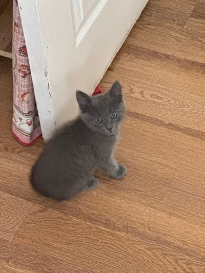 A young, gray kitten is sitting on a wooden floor, facing the camera. The kitten has large, inquisitive eyes. Behind the kitten, to the left, is a piece of a white door frame with peeling paint, and a pink and white patterned fabric draped over it. The floor is made of light brown wood planks with visible grain. The scene appears to be indoors, possibly in a home. There is no specific indication of the location being in Stary Oskol, Russia.