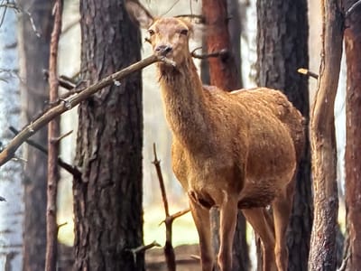 The image shows a deer in a forest. The deer is a reddish-brown color and is holding a stick in its mouth. The deer is standing in front of several trees, which are tall and thin with rough bark. The forest floor is covered in leaves and other debris. The lighting in the image suggests it is daytime, possibly late afternoon, as the light is soft and diffused. The scene appears to be in a natural, wild environment. The deer's expression is neutral, and there are no visible emotions. The location context is Vladivostok, Russia, a city known for its proximity to forests and wildlife. There is no visible text in the image.