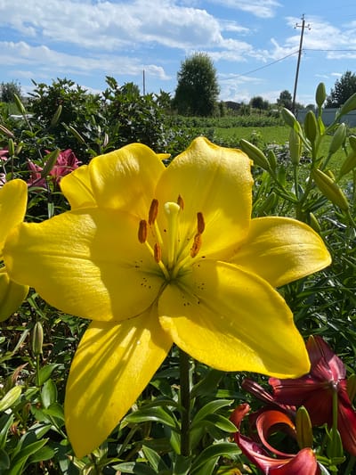A bright yellow lily is in full bloom, taking up most of the foreground. Its petals are wide and slightly curved, with prominent orange stamens in the center. Behind the yellow lily, partially visible, are dark red lilies, some in bloom and others as buds. The lilies are surrounded by lush green foliage. In the background, a garden scene unfolds under a bright blue sky with scattered white clouds. A line of dark green bushes and trees forms the middle ground, with a distant view of fields and buildings, suggesting a rural or suburban setting. A utility pole with wires stands against the sky on the right side of the image. The overall impression is a sunny day in a garden.