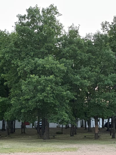 The image shows a densely wooded area with numerous large, leafy green trees dominating the foreground and mid-ground. The trees are a mix of deciduous species, with full canopies and visible branches. In the background, several white tents are visible, suggesting a temporary encampment or event setup. A dark-colored vehicle is partially visible behind the trees, parked within the area. The ground in the foreground is a sandy or gravelly surface with patches of dry grass. The sky is overcast and appears bright. The scene depicts a natural setting within or adjacent to a human-made temporary structure, likely in a rural or park-like environment. The location is identified as Завалочыцкі сельскі Савет, Belarus. There are no people visible in the image.
