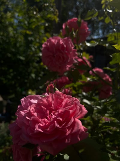 This image displays a close-up view of a bush bearing multiple pink roses in an outdoor garden setting, located in Novopokrovskaya, Russia. The most prominent subject is a large, sharply focused pink rose positioned in the lower-left to central portion of the frame. Its dense petals exhibit a vibrant deep pink hue, with direct sunlight casting bright highlights and nuanced shadows across its textured surface. In the midground and background, several other pink roses are visible, progressively blurred due to a shallow depth of field; these include both fully bloomed flowers and some less developed buds. The immediate and deep background consists of abundant green foliage, rendered out of focus with numerous bright, circular bokeh effects indicating dappled sunlight filtering through leaves. The scene is illuminated by strong natural sunlight, creating a high-contrast effect between sunlit areas and deep shadows. No individuals or specific actions are depicted.