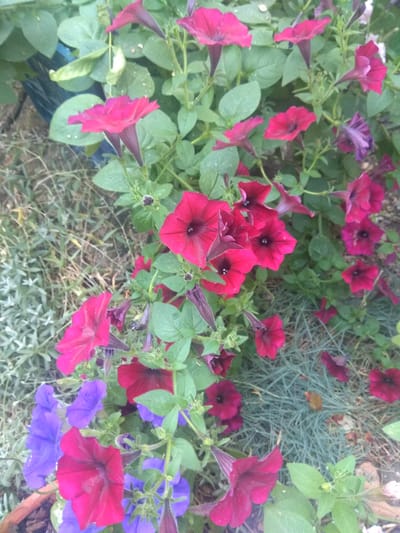 The image depicts a close-up, high-angle view of a dense cluster of petunia flowers in various shades of pink, red, and purple, interspersed with green foliage. The flowers are in different stages of bloom, with some fully open and others still in bud. The surrounding environment appears to be a garden or a planter box, with dry grass and soil visible in the background. The lighting suggests it is daytime, and the scene is likely outdoors. There are no people or animals present in the image. The image does not contain any information that can be used to determine its specific location within Mykolaiv, Ukraine.
